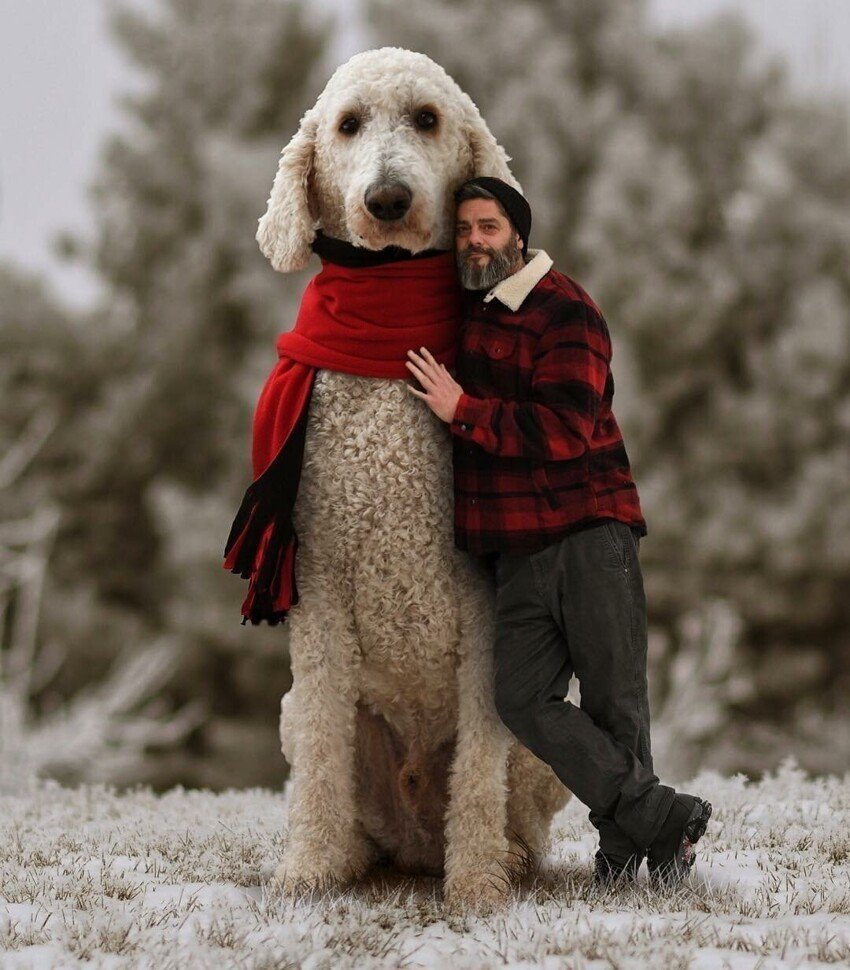 Собака стилизация