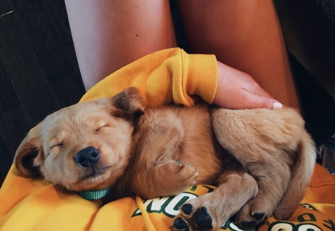 Собачий собачий