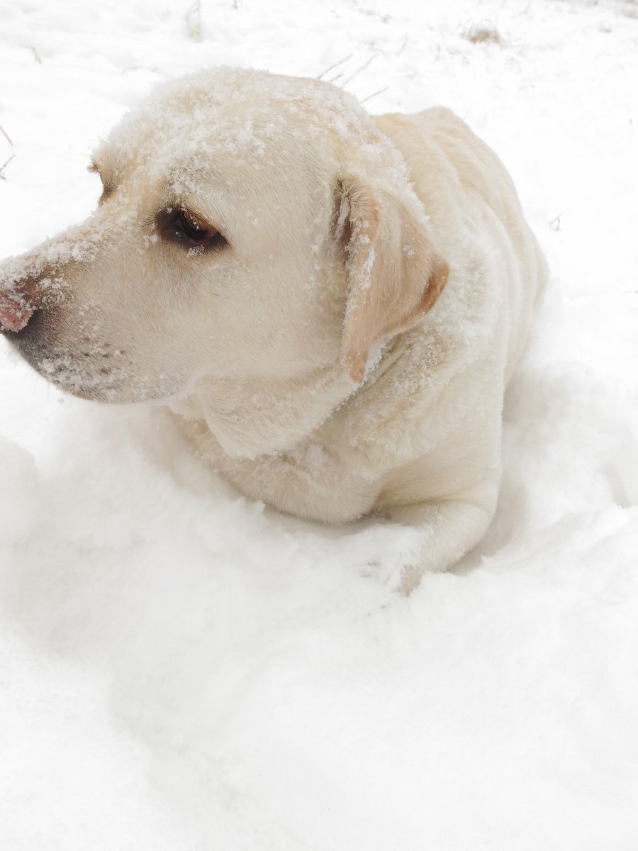Собачки мопсики щенки