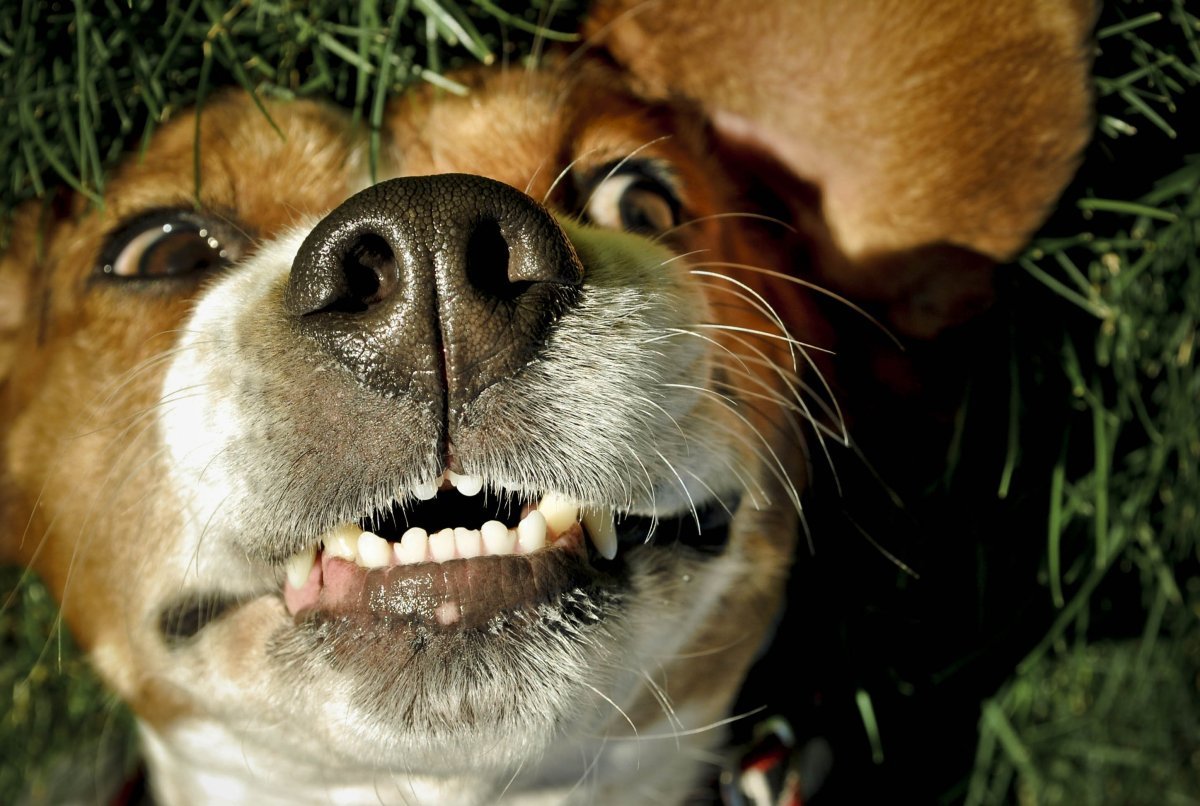 Собачья улыбка