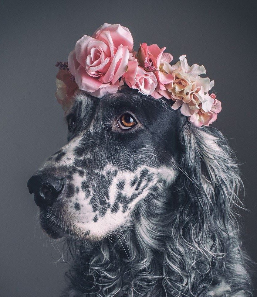 Мраморный спаниель