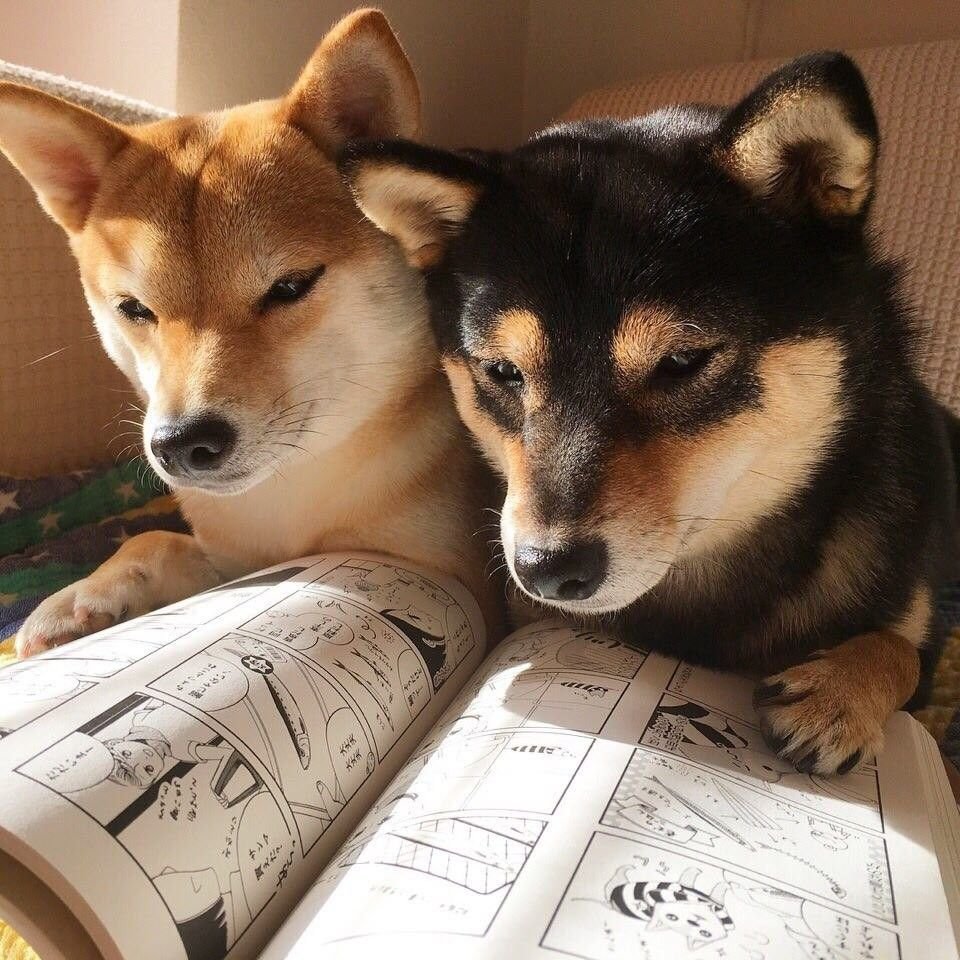 Сенбернар и кот