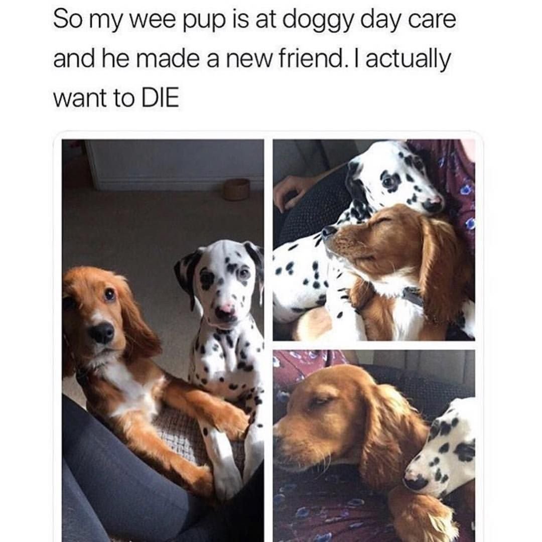 Бассет хаунд Бернард