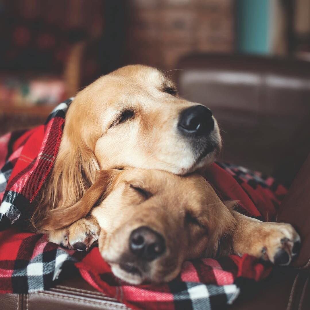 Дворняжка щенок милый