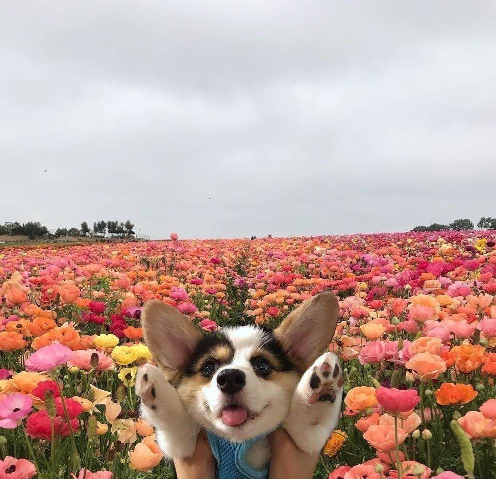 Help the Dog is very sick