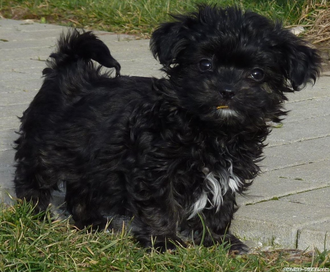 Лион Бишон терьер