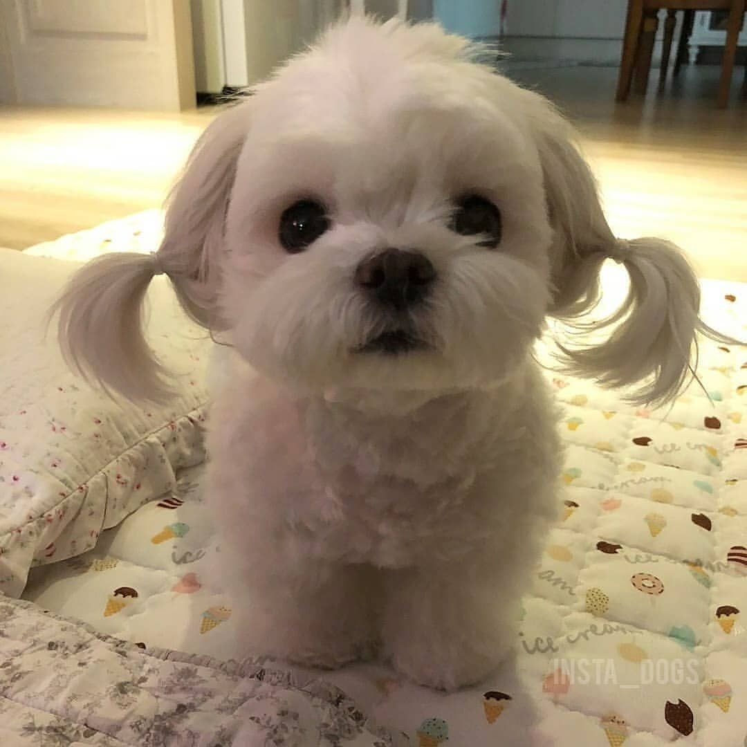 Русская болонка белая