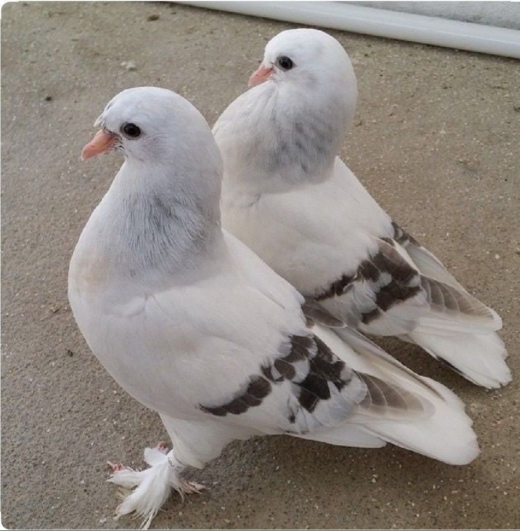 Турецкая Такла Миро