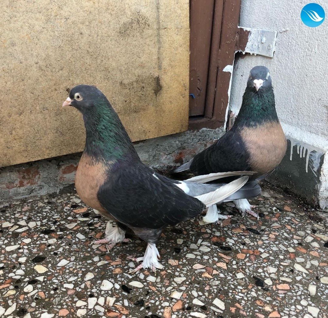 Голуби чубатые бойные