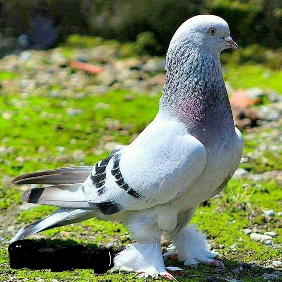 Птицу Такла