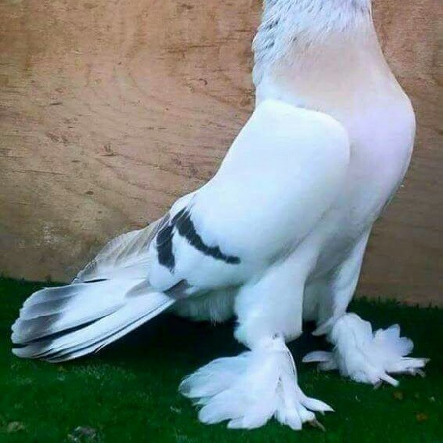 Турецкая Такла Сабуни