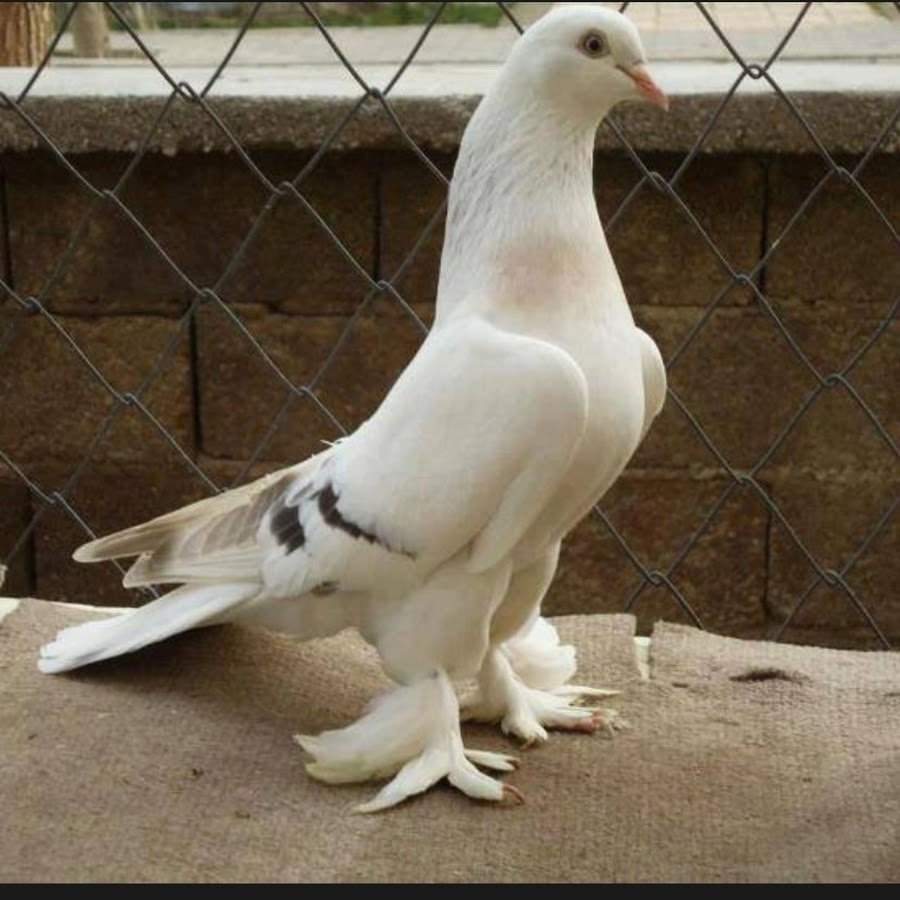 Голуби пепельные николаевские