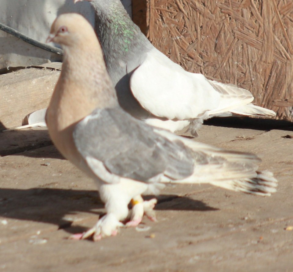 Голубь Горлица