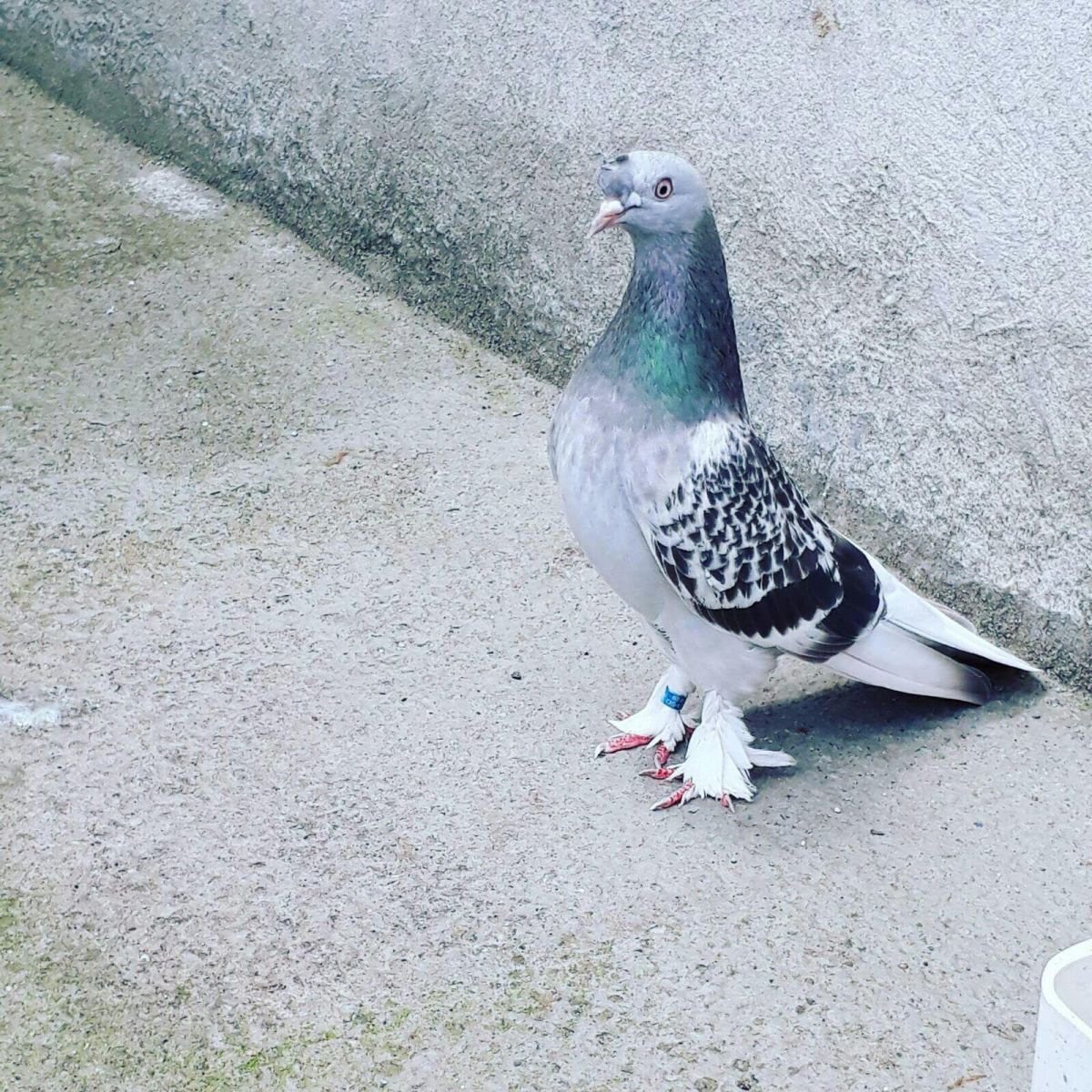 Такла порода Анкара