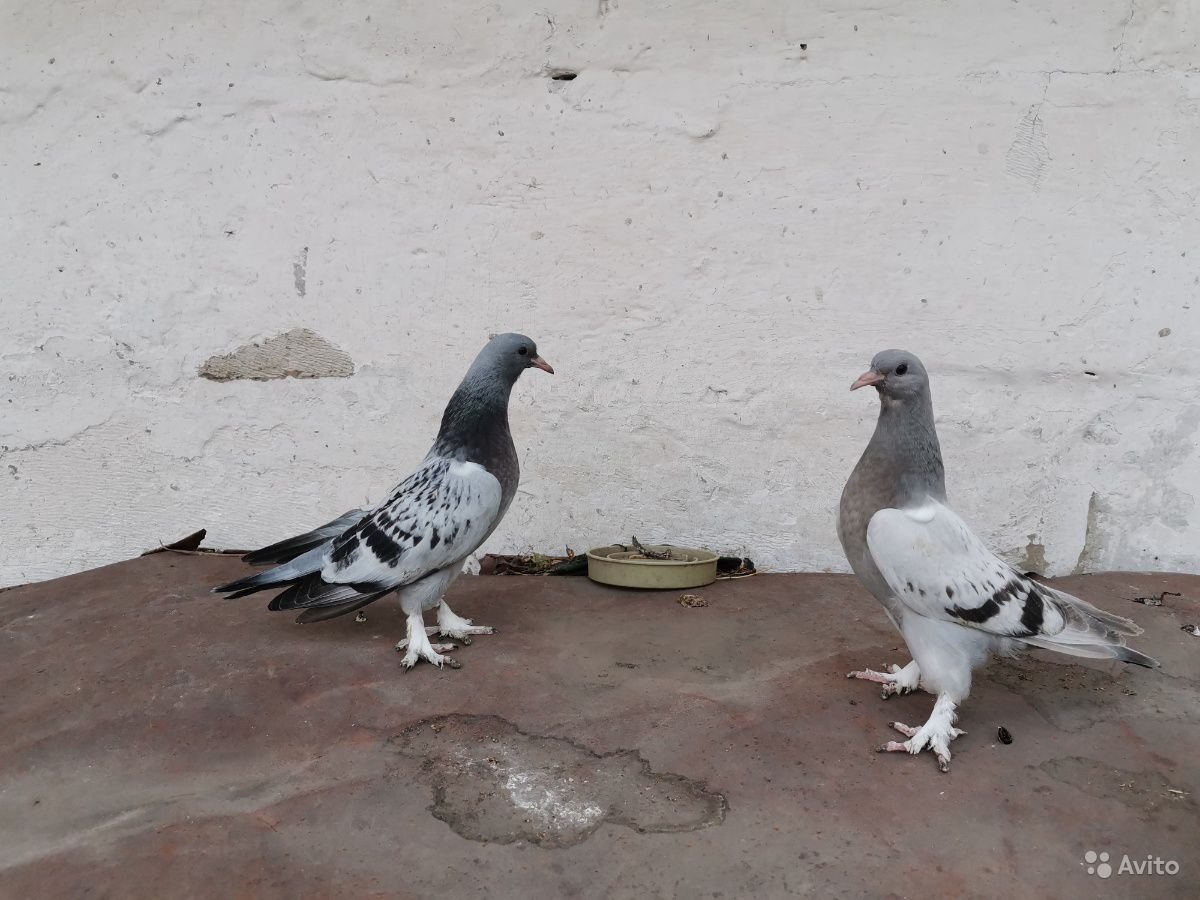 Голуби бойные турки