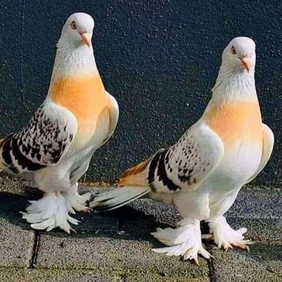 Голубь на удачу