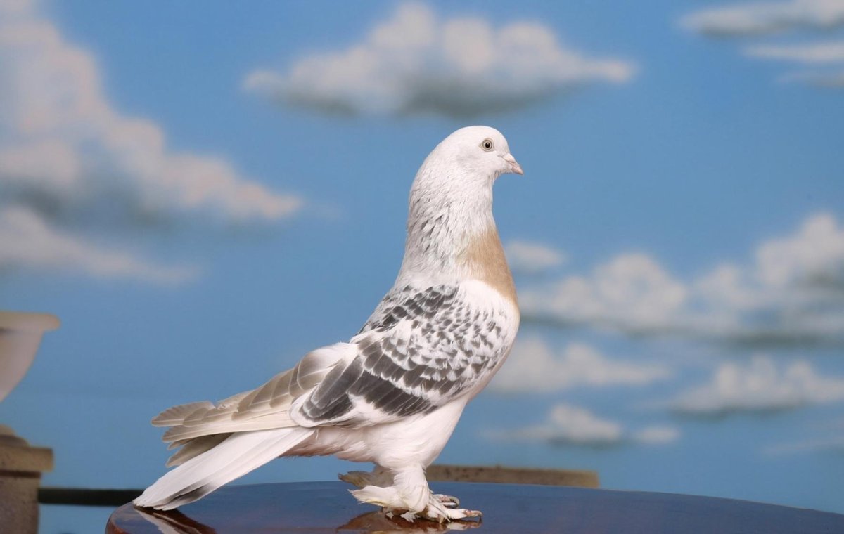 Турецкая Такла Сабуни