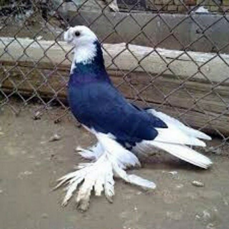 Голуби двухчубые лохмоногие