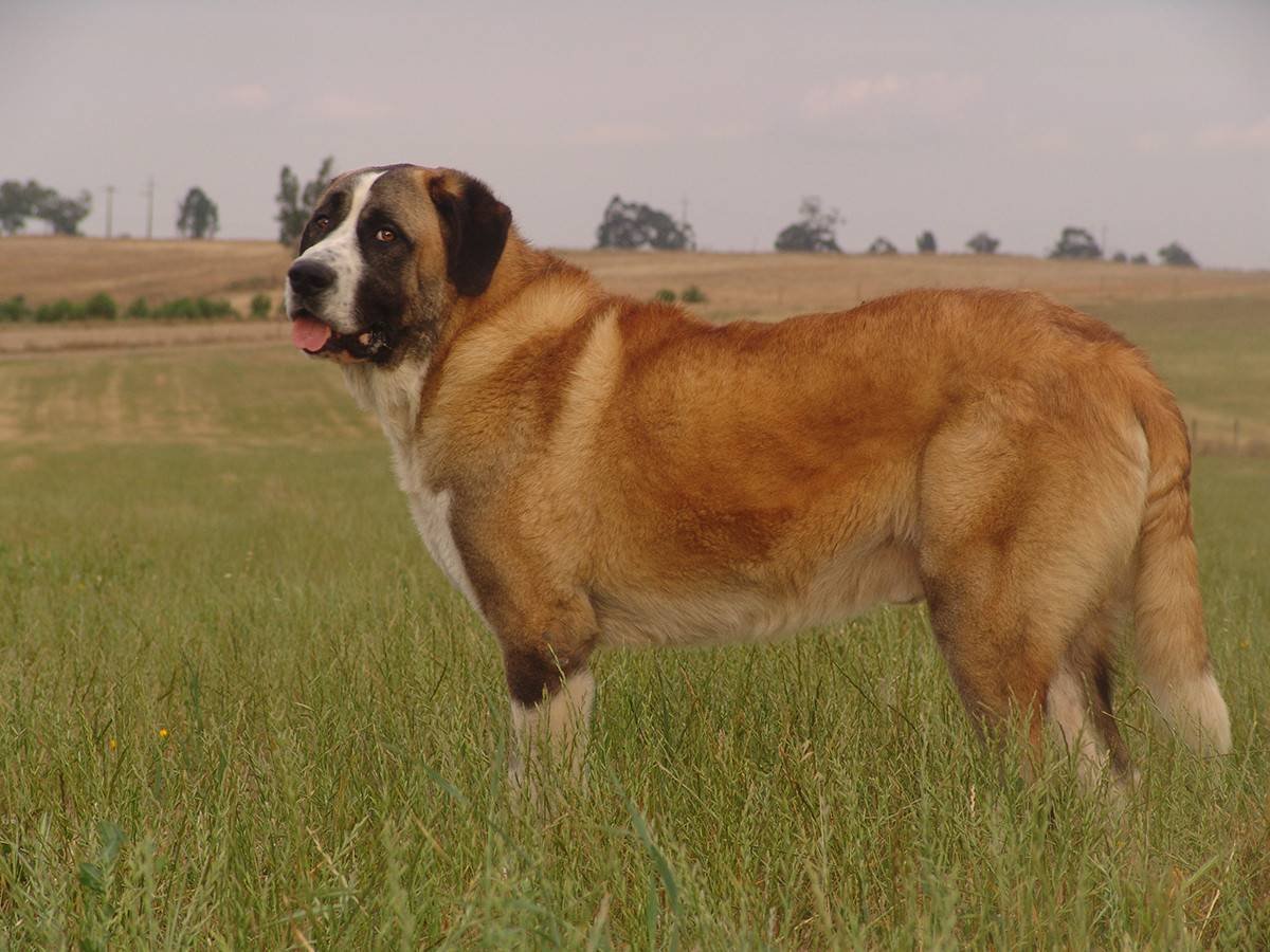 Рафейру Ду Алентежу порода собак