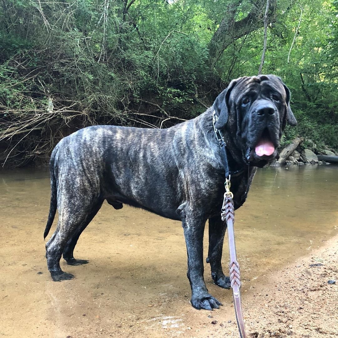 Angry English Mastiff