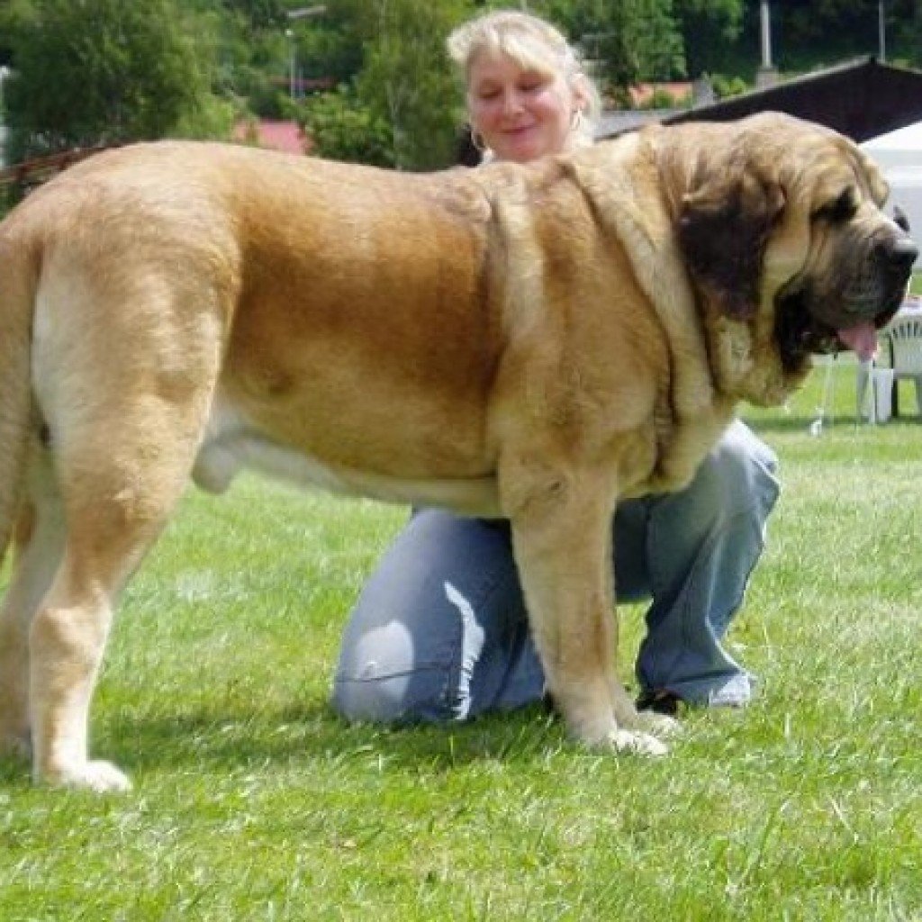 Мастино неаполитано с человеком