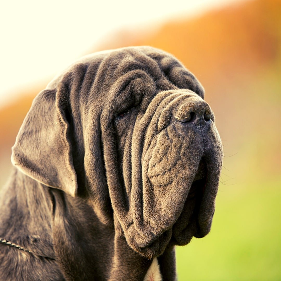 Мастино неаполитано 7 месяцев