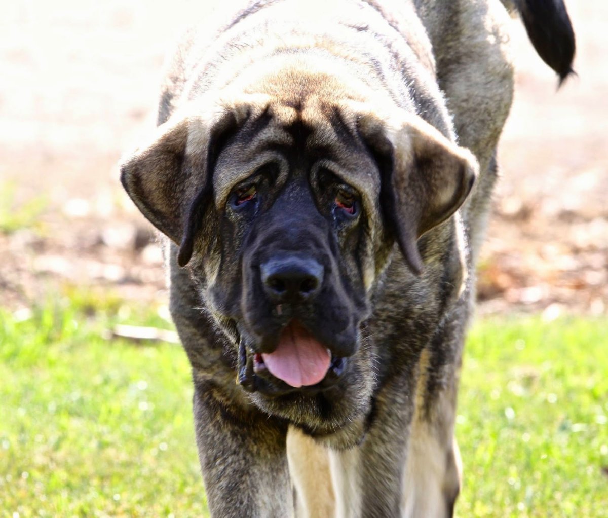 Бельгийский мастиф