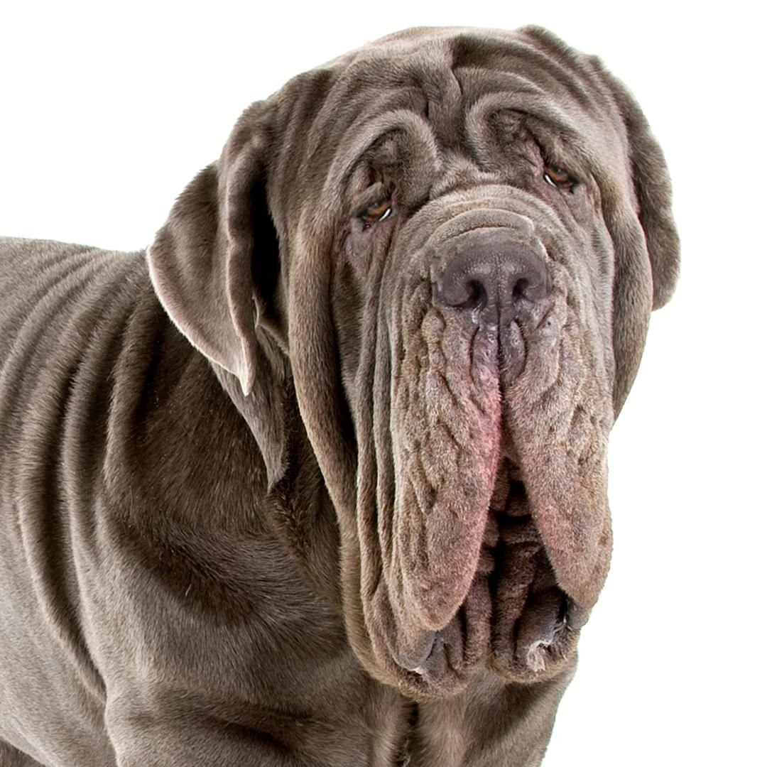 Черный лохматый пес порода