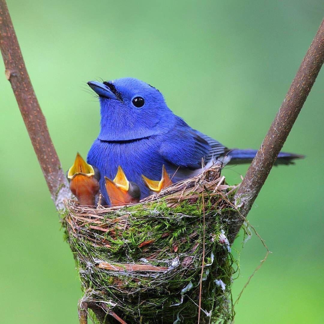 Гнездо дрозда