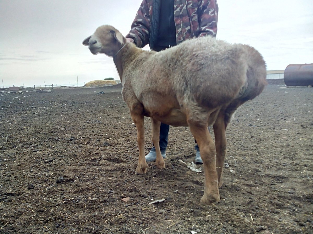 Курдючные баран курдючный