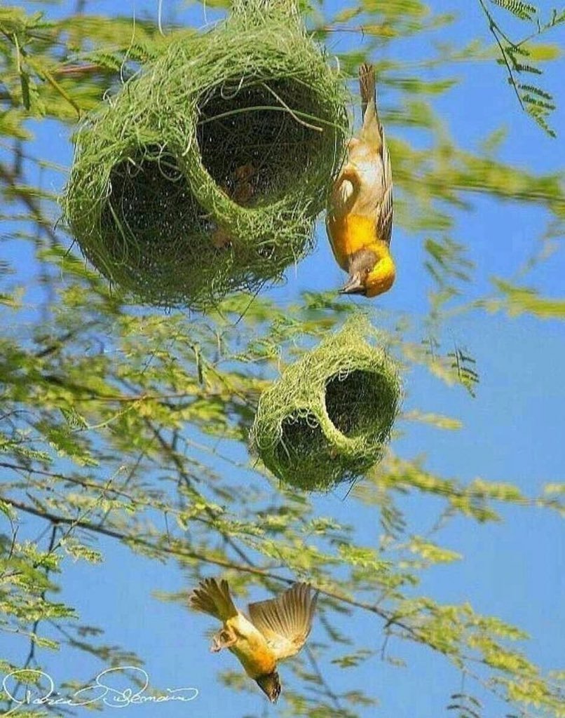 Птичка Ткачик гнездо