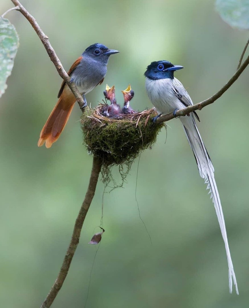 Гнездо орла Беркута