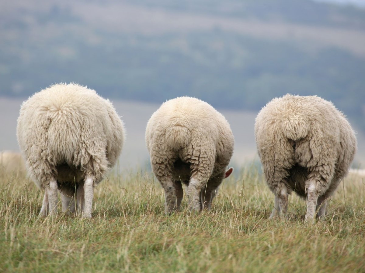 Курдючный баран