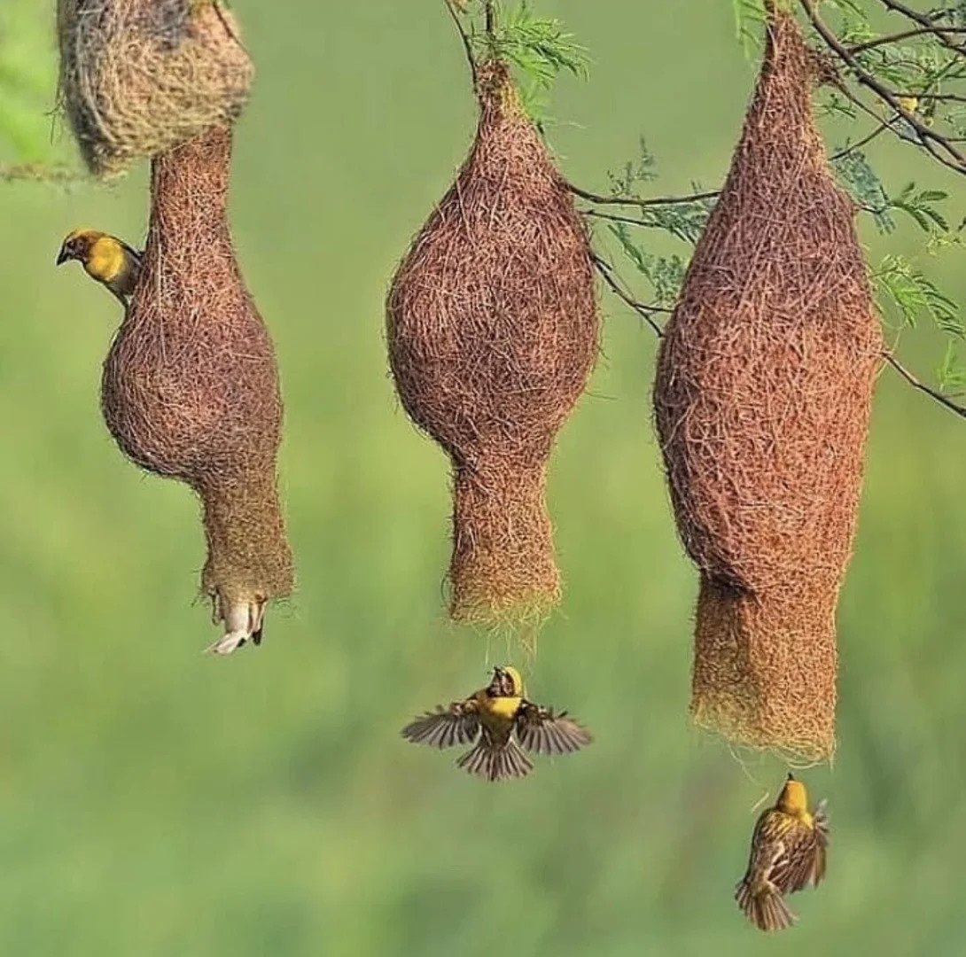 Пятнистый шалашник