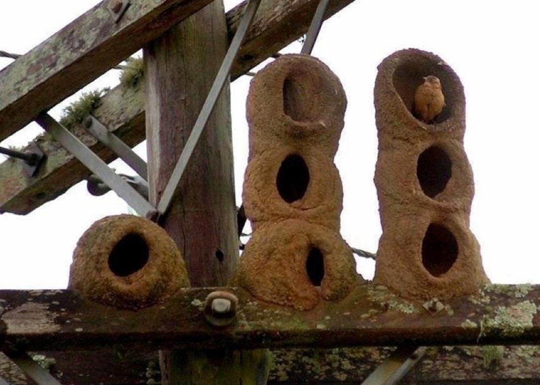 Гнезда диких птиц