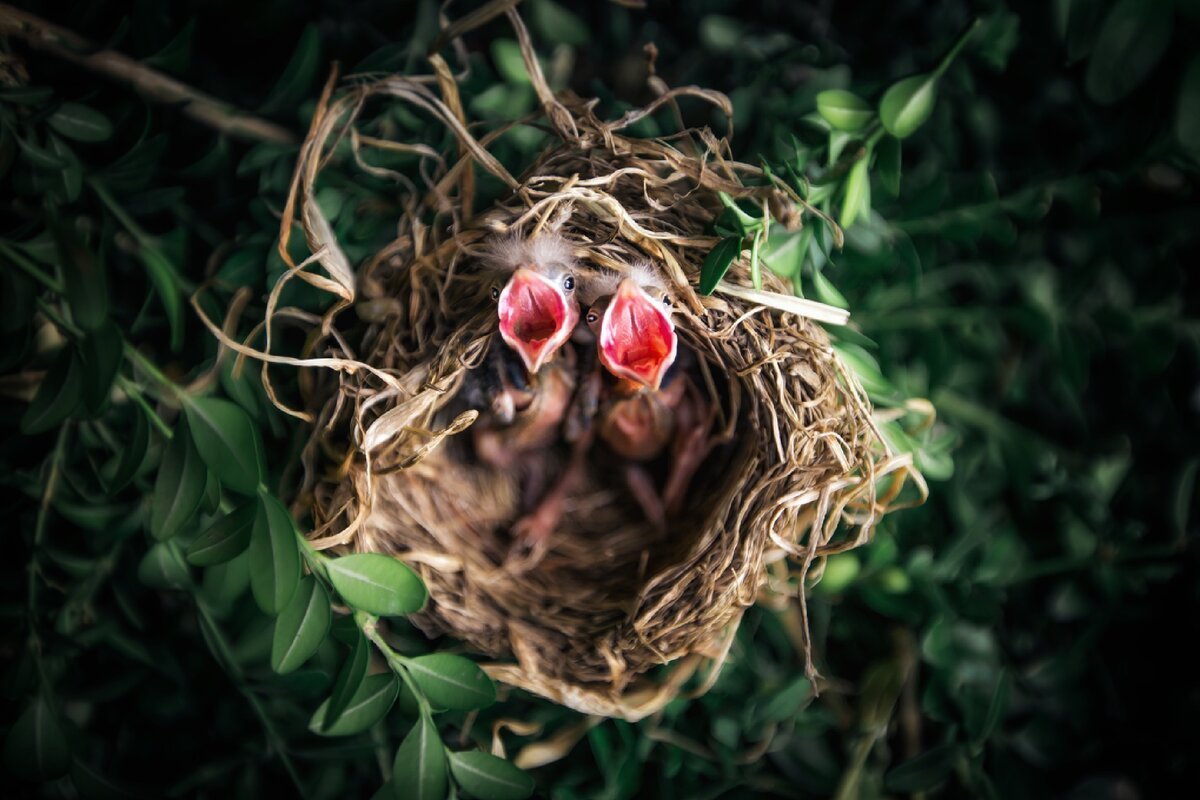 Гнездо для птиц.