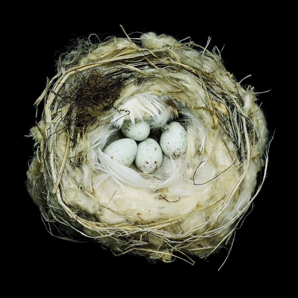 Птичье гнездо