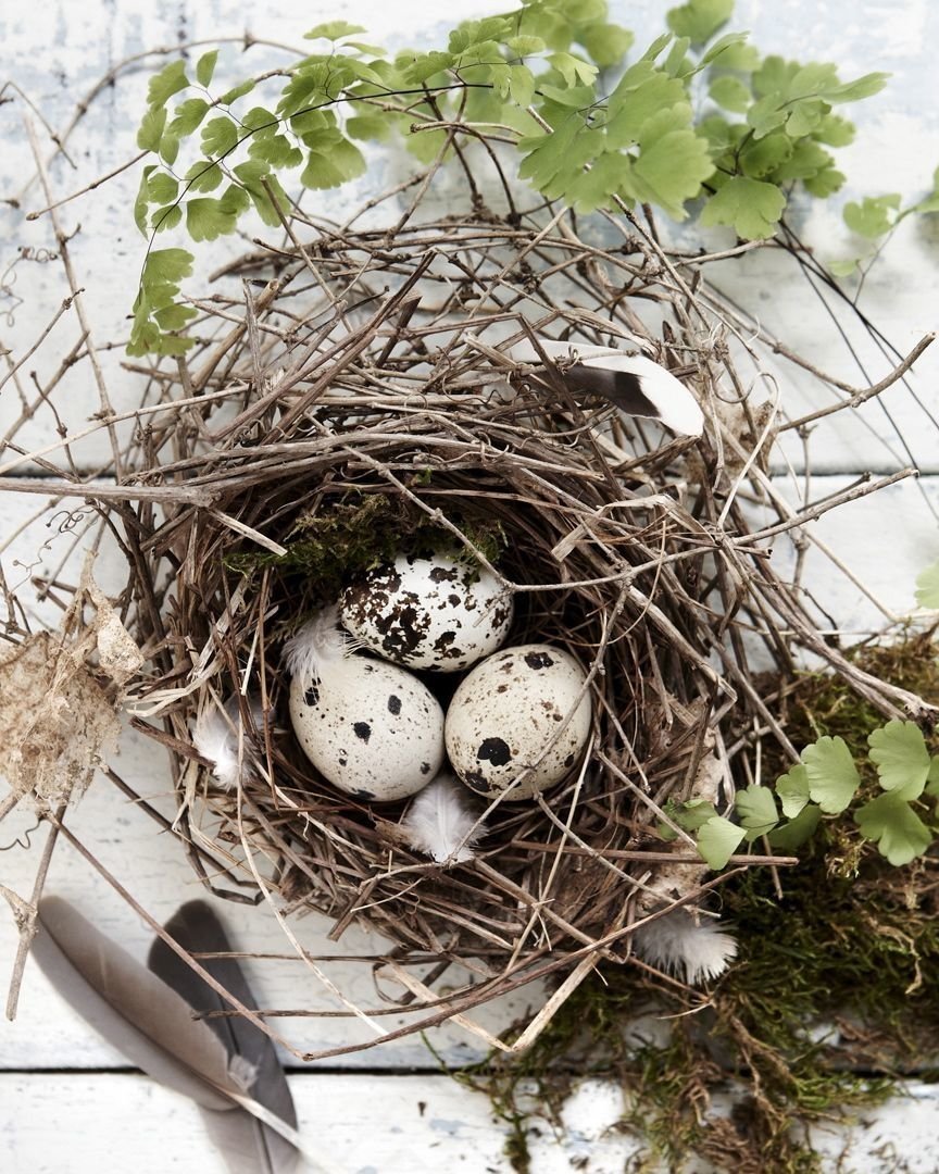 Глиняное гнездо птицы