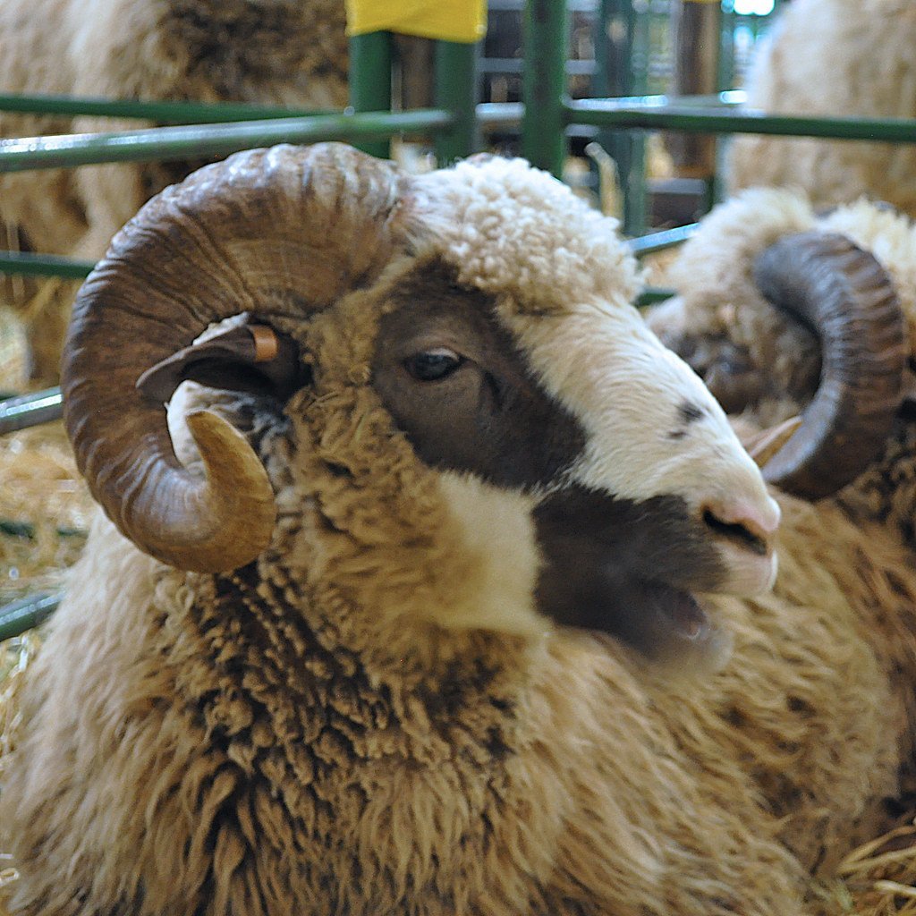 Горный корридель порода овец