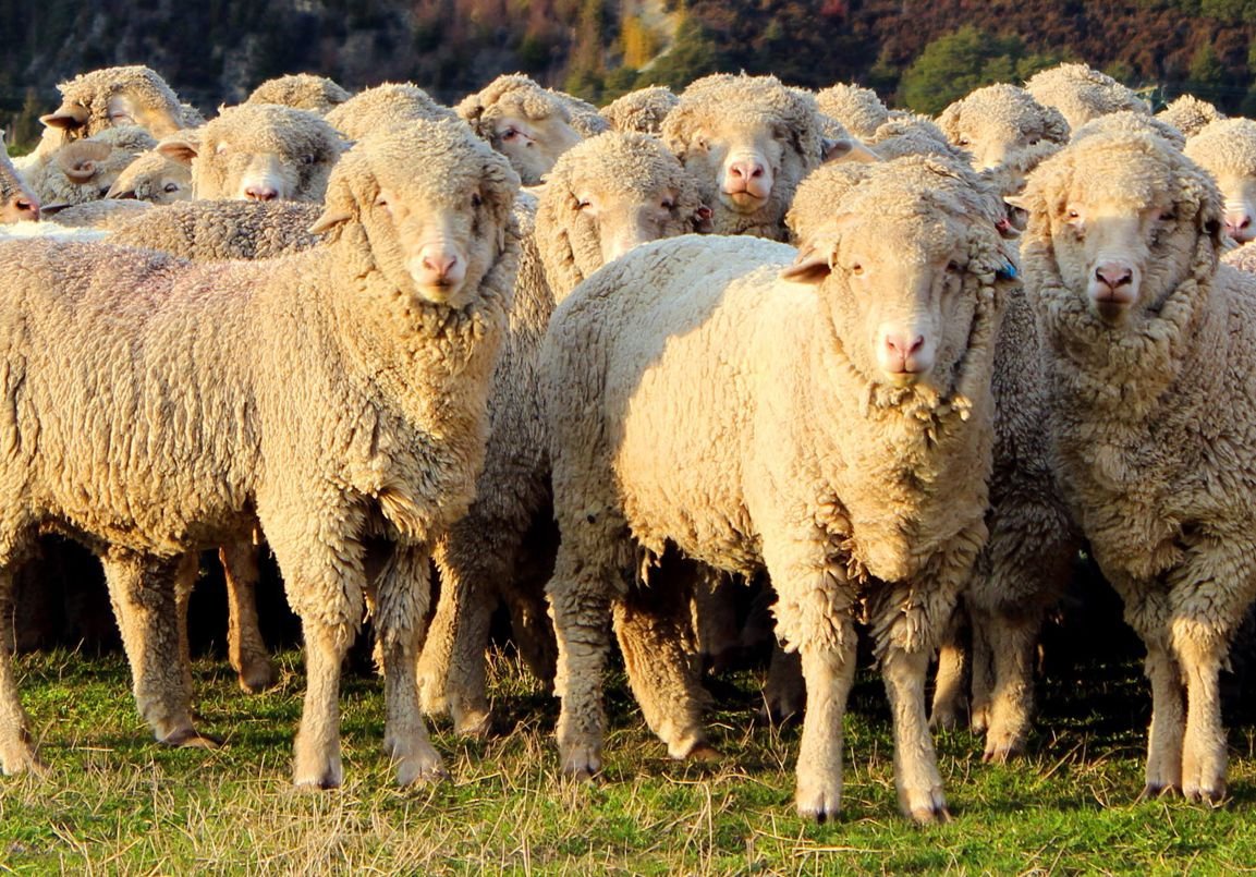 Крупный и мелкий рогатый скот