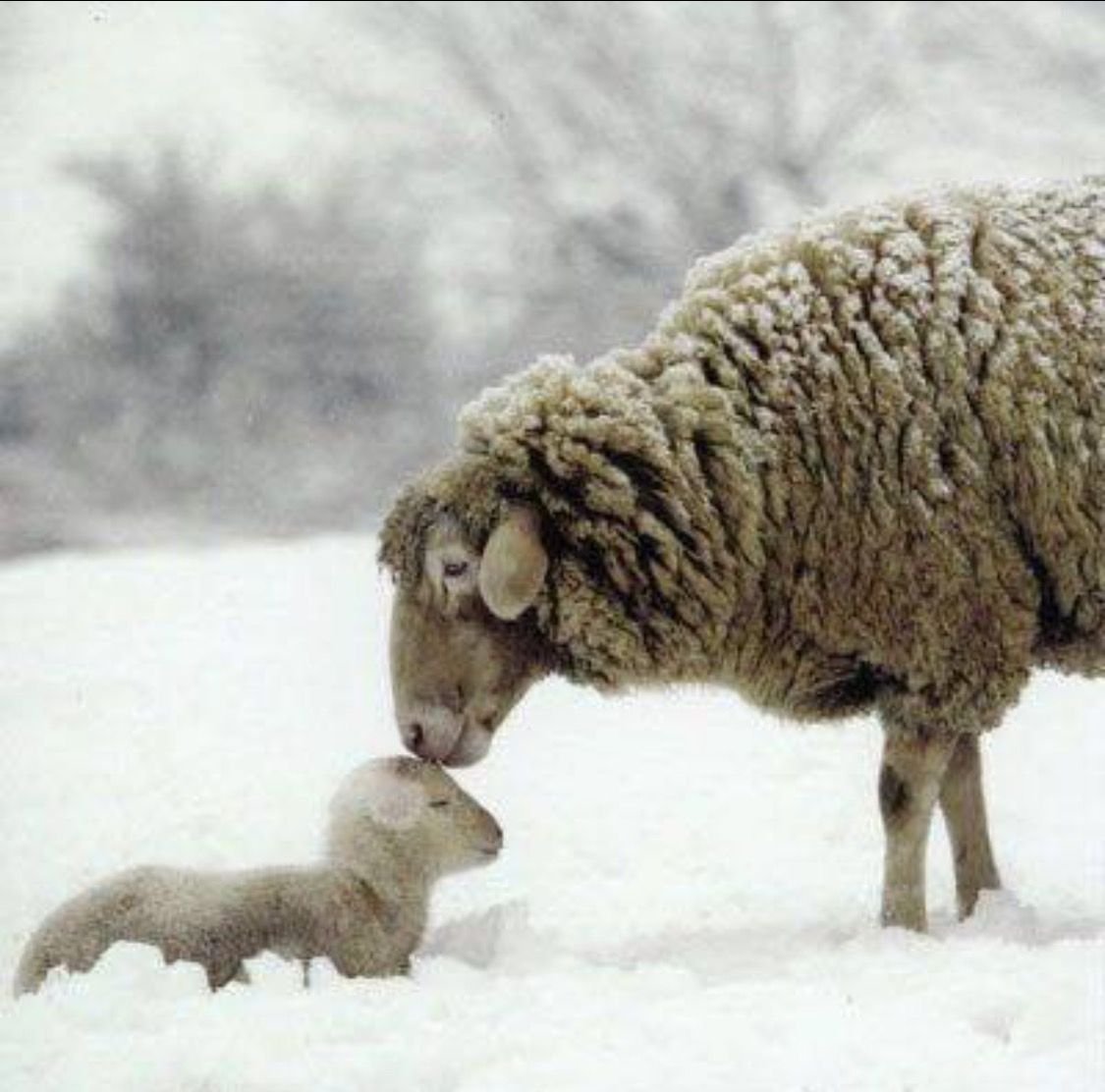Саффолк порода овец