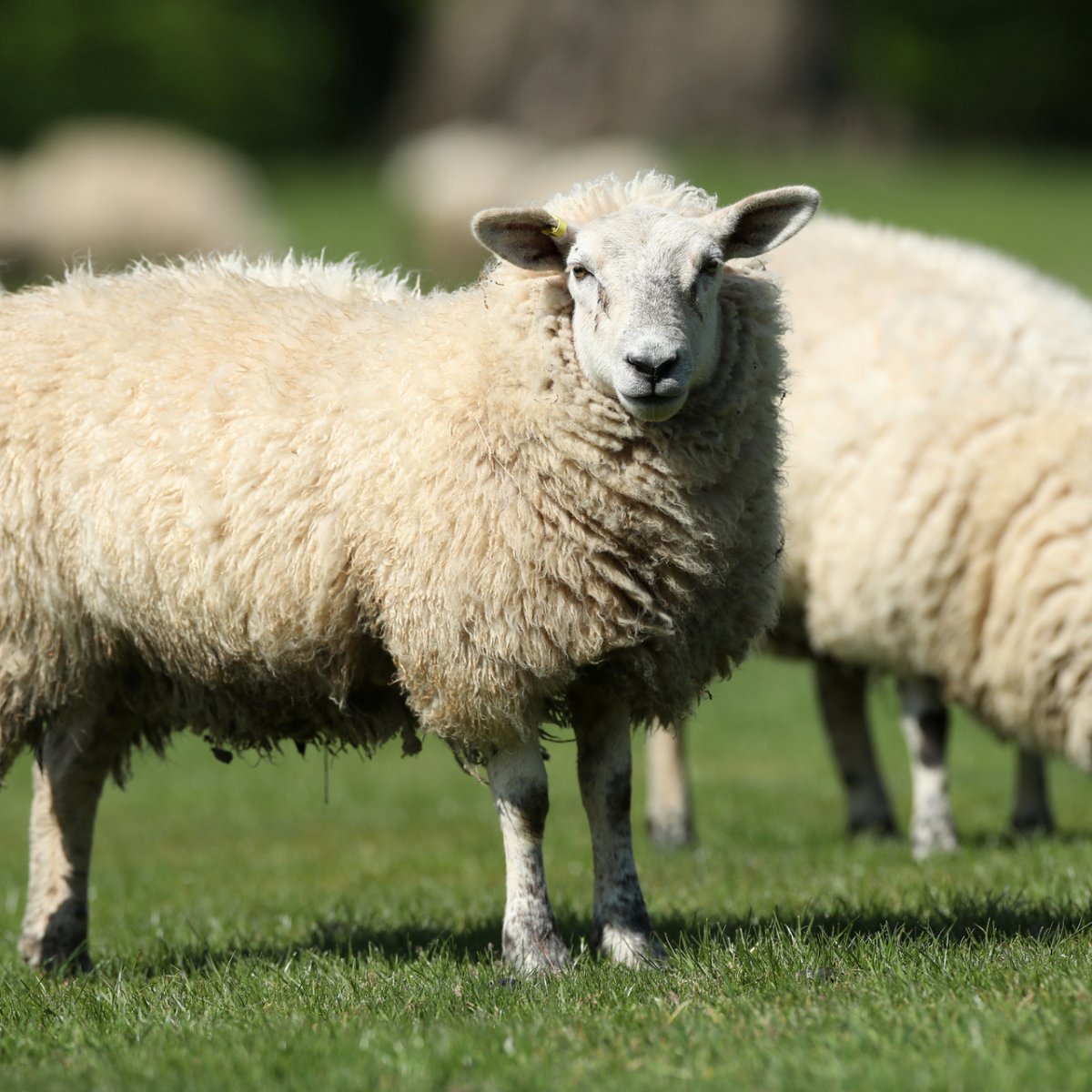 Порода Баранов Ромни марш