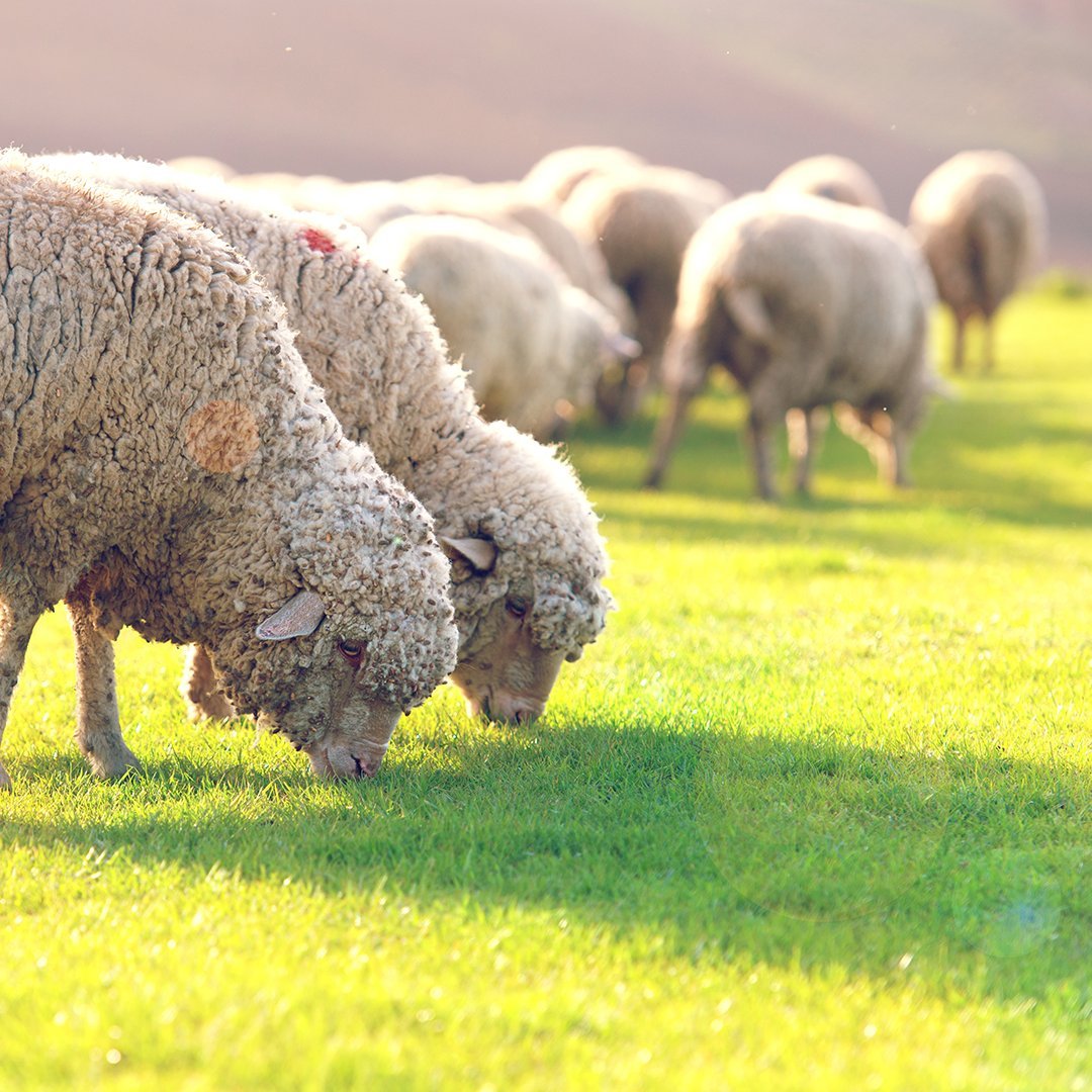 Казахская тонкорунная порода овец