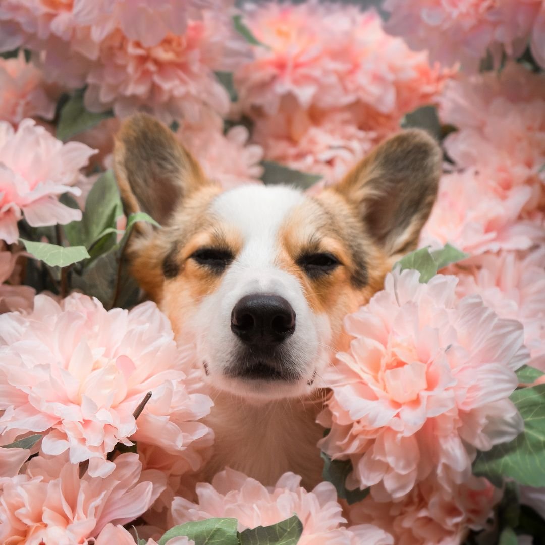 Вельш корги и цветы