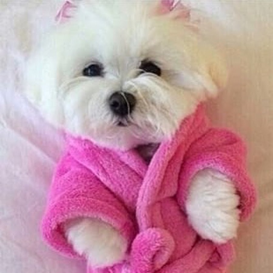 Розовая собачка