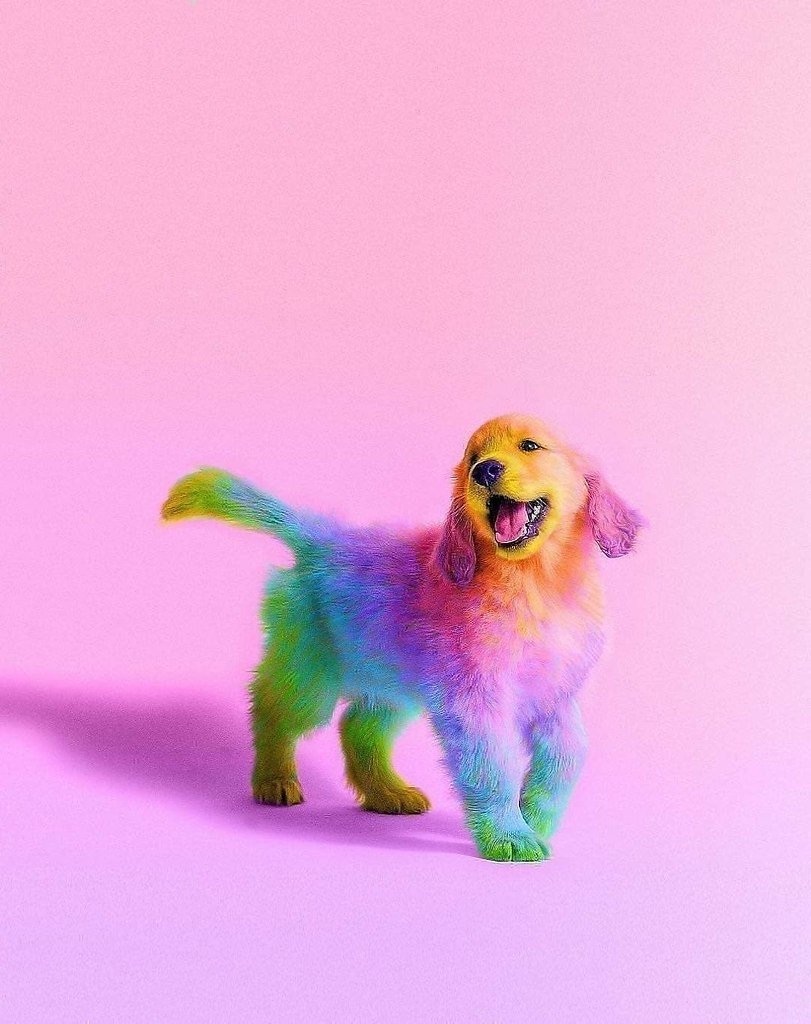 Разноцветные собаки