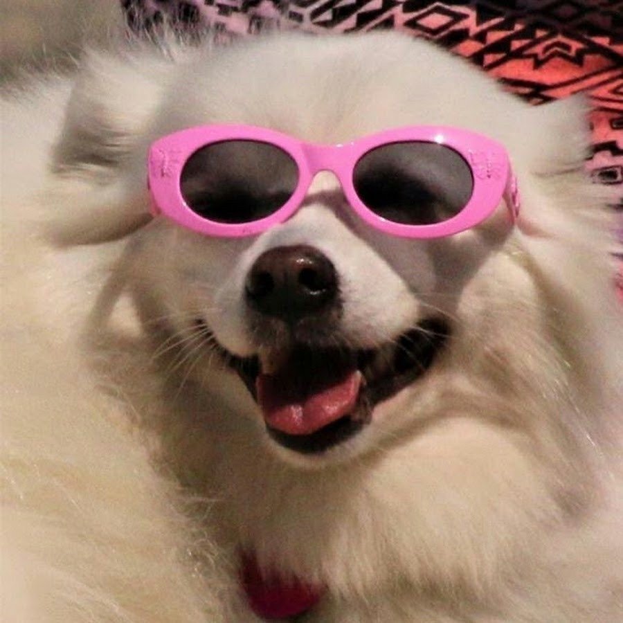 Пикчи с собаками