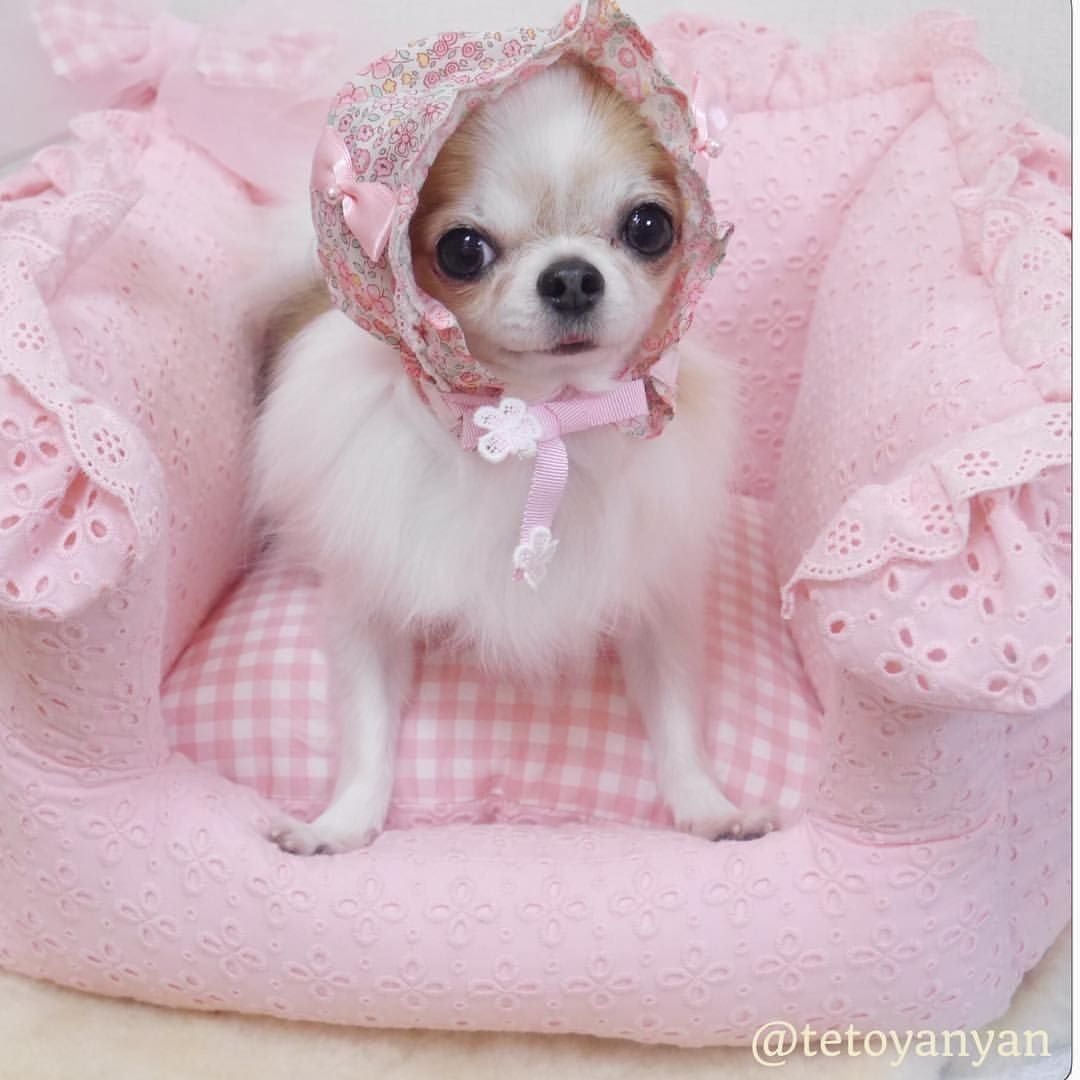 Собачки в розовой одежде