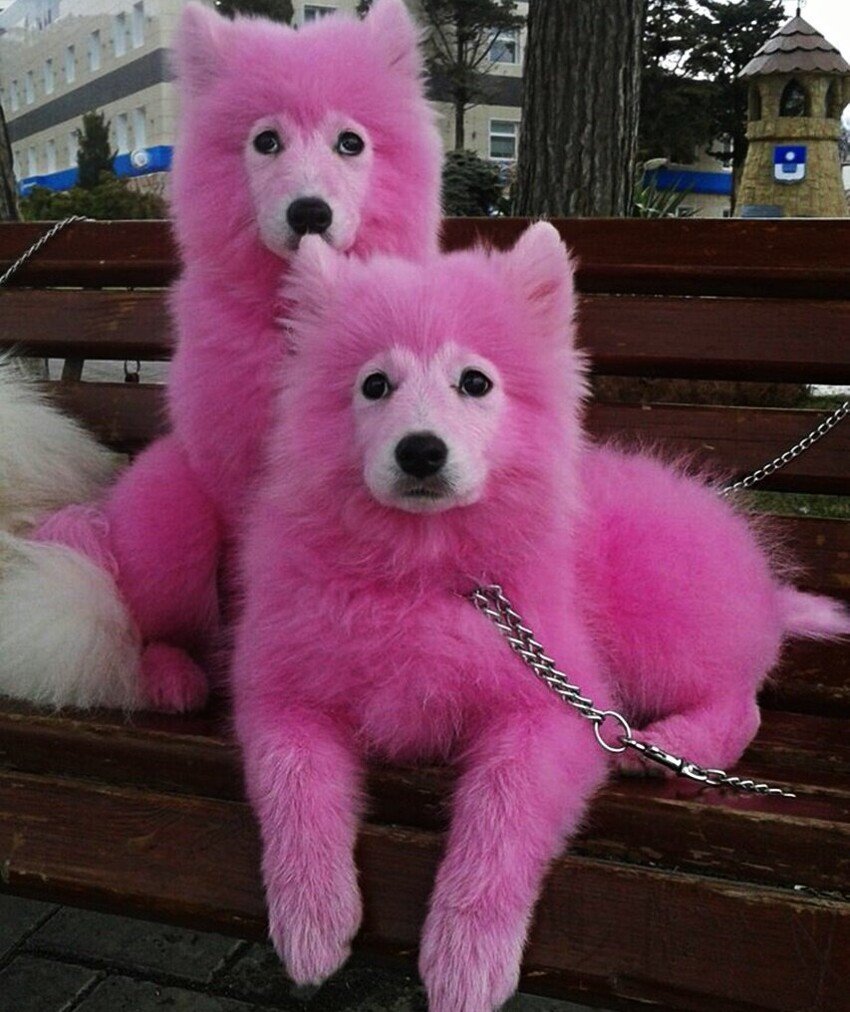 Самоед и пудель