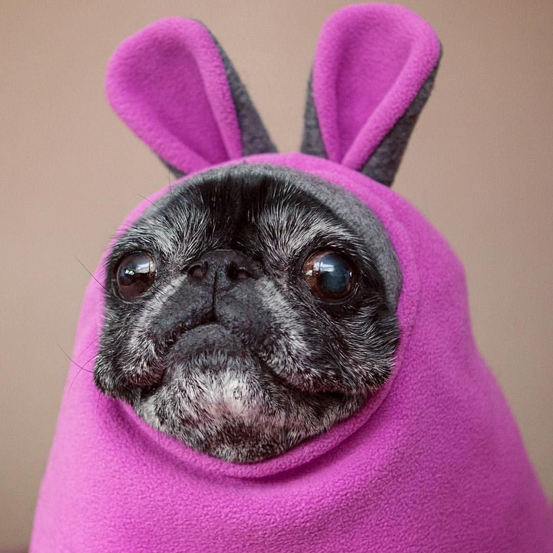 Смешные собаки